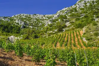 The southern side of the island of Hvar has vineyards growing the native Bogdanuša grape