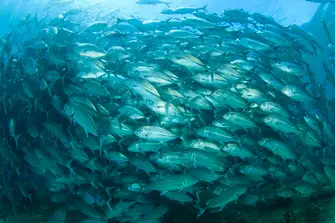 Bigeye trevally surge into a bait ball, one of the countless amazing sights below the waters