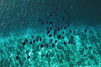 A single huge oceanic manta ray is a majestic sight. A squadron of them is magical