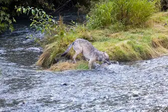 Wolves at Fish Creek also take advantage of the bountiful salmon