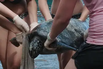 Volunteers tag green turtles before returning then to the sea