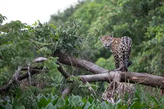 The jaguar, Costa Rica's only big cat, is at risk of extinction due to habitat loss and illegal hunting. The country's many national parks are its best chance of survival
