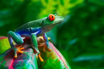 The red-eyed tree frog is just one of the beguiling and colourful species that abound in this country's rainforests