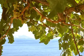 Sicily is ideally suited to wine production