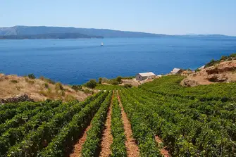 Croatia is home to many established vineyards