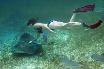 Snorkelling with Southern Stingrays