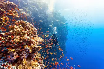 Wrecks and reefs galore in the Red Sea