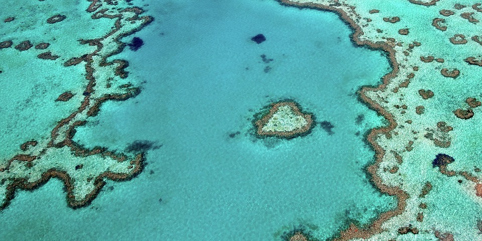 [Image Caption (optional)]