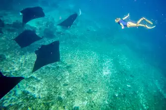 Snorkelling with Manta (photo by Jarrett Laabs)