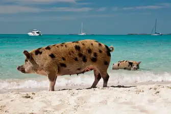 Swimming pigs near Thunderball grotto, Bahamas